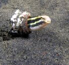 Fish in a beer bottle (2).jpg