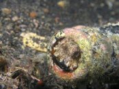 octo in a beer bottle (2).jpg