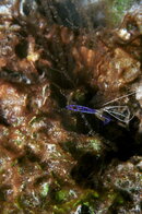 Negril_Macros_48.jpg