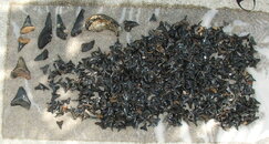 tetth052007.JPG