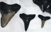 teeth3.jpg