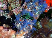 Balicasag - nudibranch 5.jpg