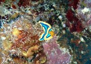 Balicasag - nudibranch 8.jpg