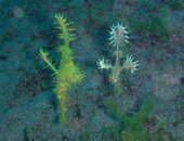 Dauin - harlequin ghost pipefish 1.jpg
