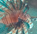 Dauin - lionfish 4.jpg