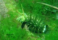 Dauin - rockmover wrasse 1.jpg