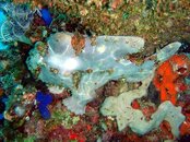 Panglao - giant frogfish 2.jpg
