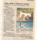 ducks0001.jpg