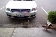 Taz Ducks 1.jpg