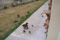 Taz Ducks 2.jpg