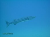 Barracuda.JPG