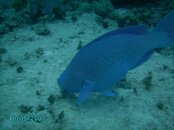 Blue Parrotfish.JPG