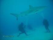 Caribbean Reef Shark.JPG