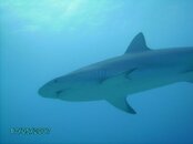 Caribbean Reef Shark 1.JPG