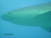 Caribbean Reef Shark 2.JPG