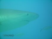 Caribbean Reef Shark 4.JPG