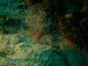 Juvenile Lionfish.JPG