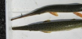 Lepistoseussp.jpg