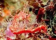 emailIansseahorse1(2)(2).jpg