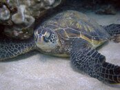 turtleSM.jpg