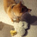 The Dog.jpg