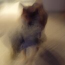 The Prey.jpg
