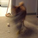 The Shake.jpg