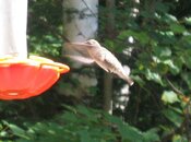 Hummingbird1.jpg