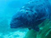 Giant Black Seabass 3.jpg