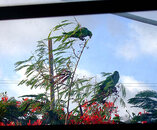 Parrots out of kitchen window.jpg