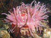anemone.JPG