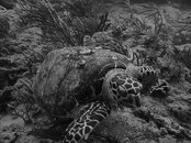 P7230009_(B&W).JPG