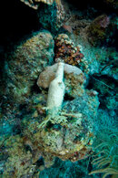 Curacao2009-866.jpg