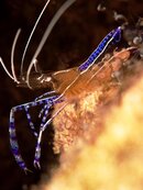 Pederson Cleaner Shrimp.jpg