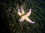 Northern Pacific Seastar.jpg