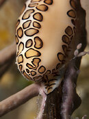 Flamingo Tongue full frame.jpg