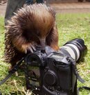 _anteater.jpg