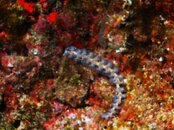 5_14_09_Dive_Photos 022.jpg
