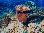 5_14_09_Dive_Photos 049.jpg
