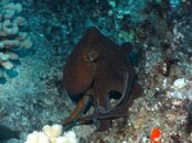 5_14_09_Dive_Photos 050.jpg