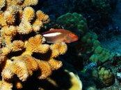 5_14_09_Dive_Photos 063.jpg
