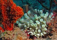 Anemone.jpg