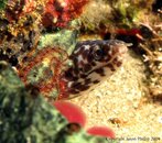 Spotted Moray .jpg