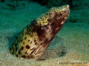 Spotted Snake Eel.jpg