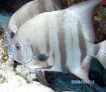 spfish.jpg