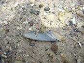 DSC02300.JPG