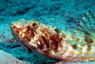 Lizardfish.jpg