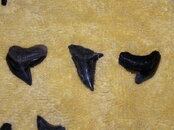 SANY0748.JPG