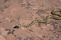 Gopher-Snake.jpg