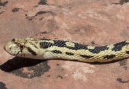 Gopher-Snake-Croped.jpg